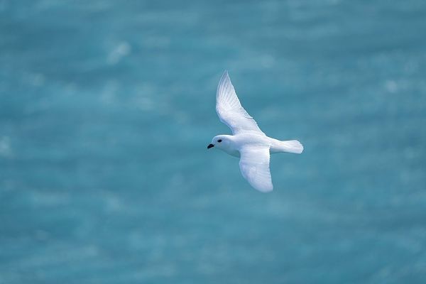 Antarctica-South Georgia Island-Coopers Bay Snow petrel flying above Drygalski Fjord